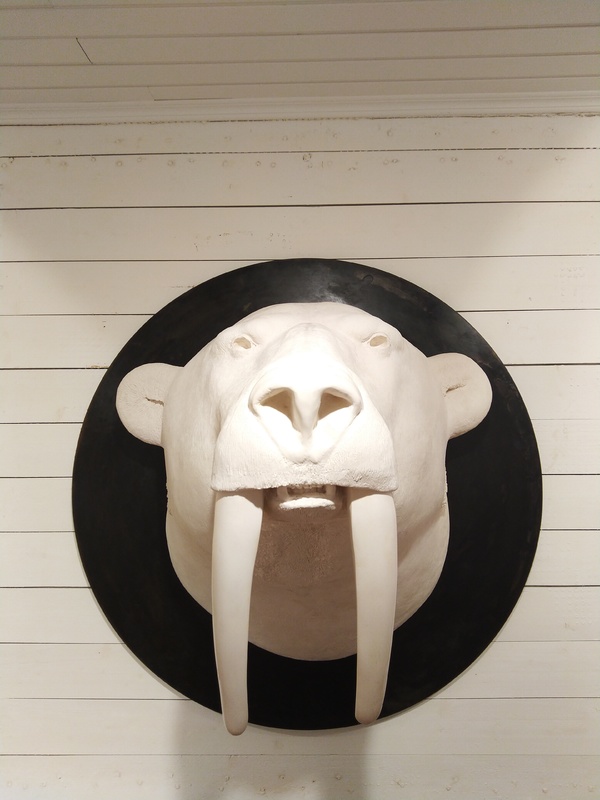 Tete Ours Morse By Mauro Corda 2015 Sculpture Artsper 555508