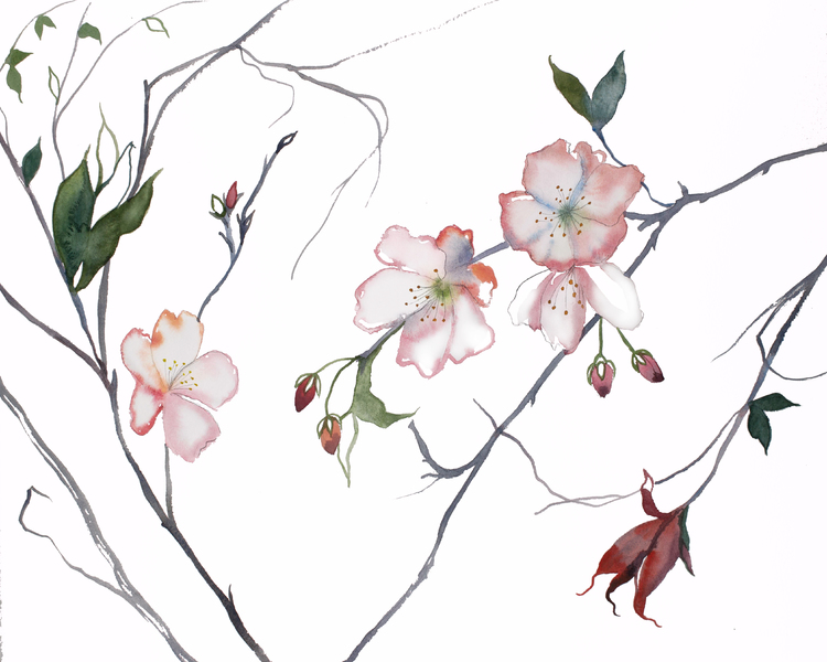 72 Large Paper Cherry Blossom Flowers