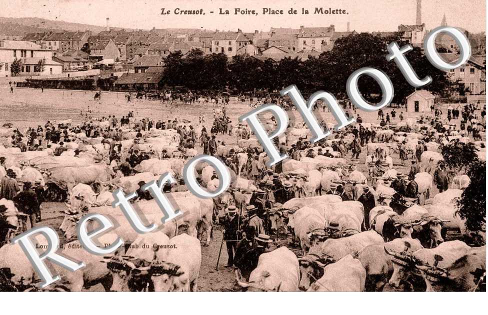 La foire - place de la molette - elevage