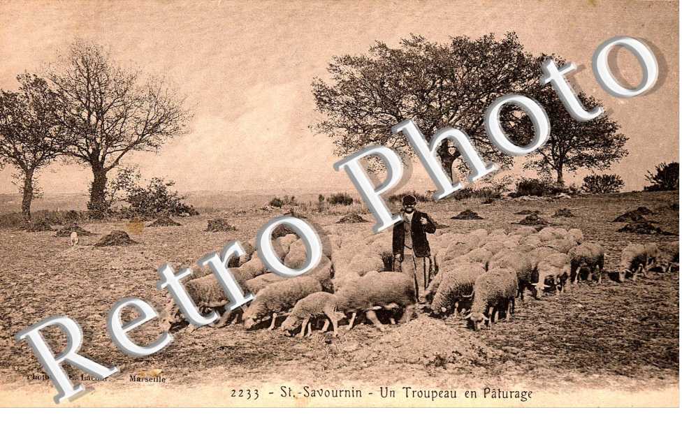 Un troupeau en paturage