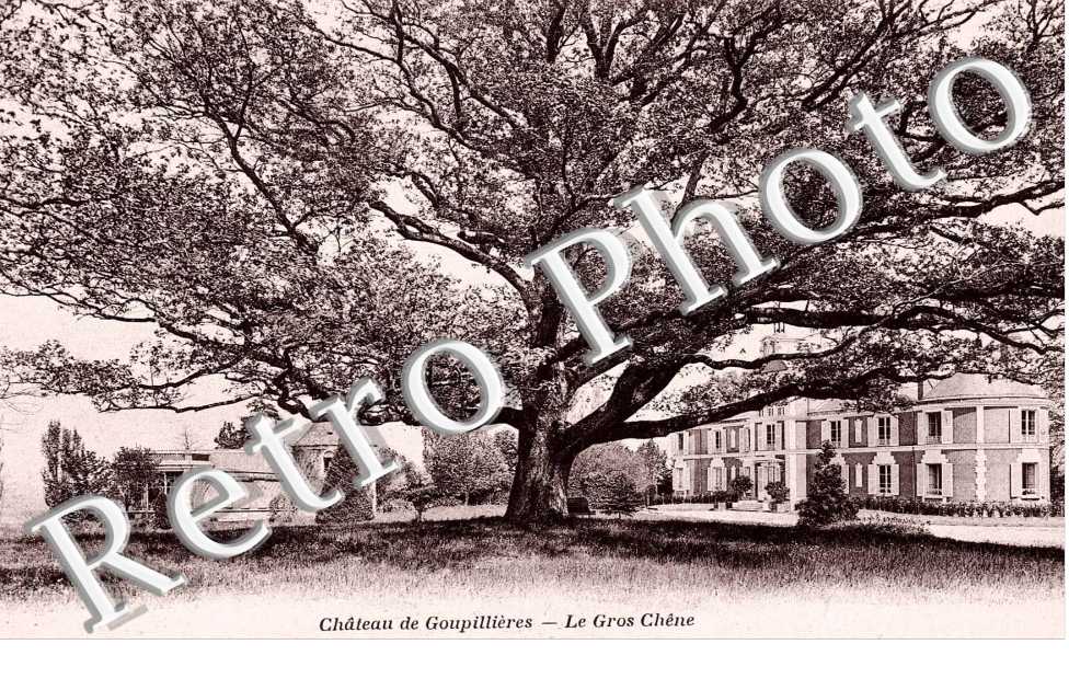 chateau de Goupillieres, le gros chene
