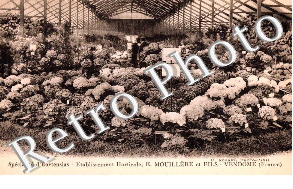 specialites d'hortensias, etablissemnt horticole E.Mouillere et fils