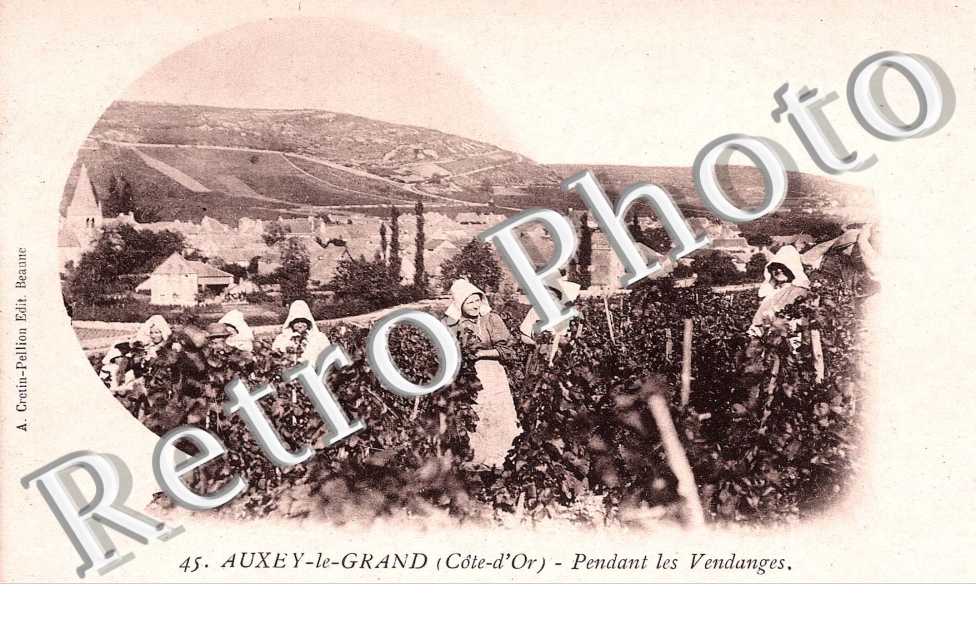  AUXEY LE GRAND PENDANT LES VENDANGES
