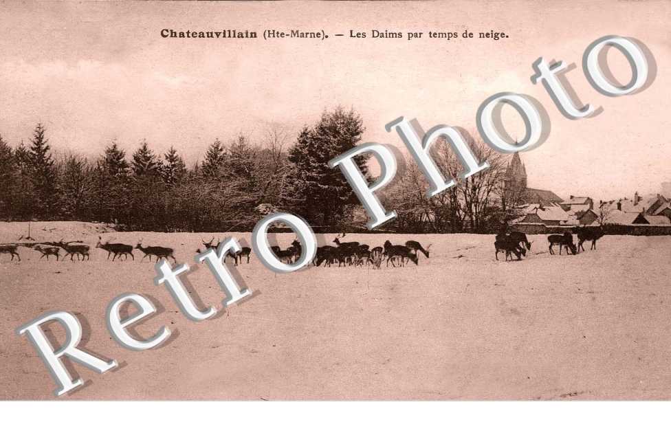 les daims par temps de neige