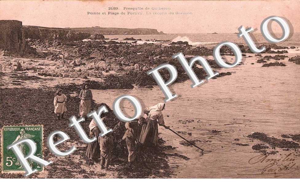  PRESQU'ILE DE QUIBERON LA RECOLTE GOEMON
