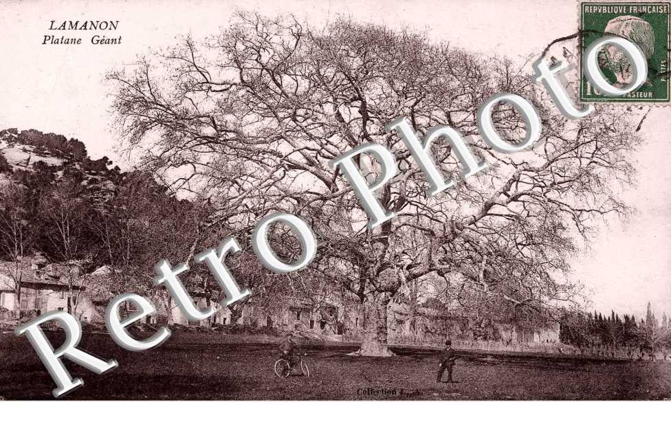 Platane Geant