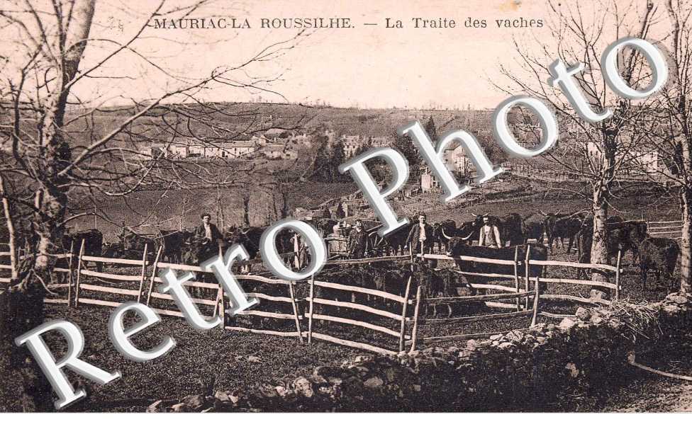 la roussilhe la traite des vaches