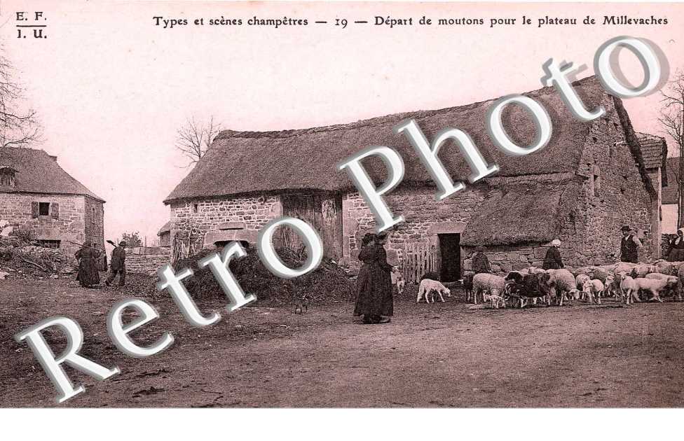 Départ de Moutons pour le plateau de Millevaches