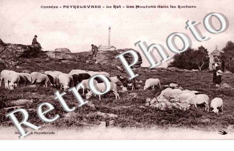 le Rat, les moutons dans les rochers