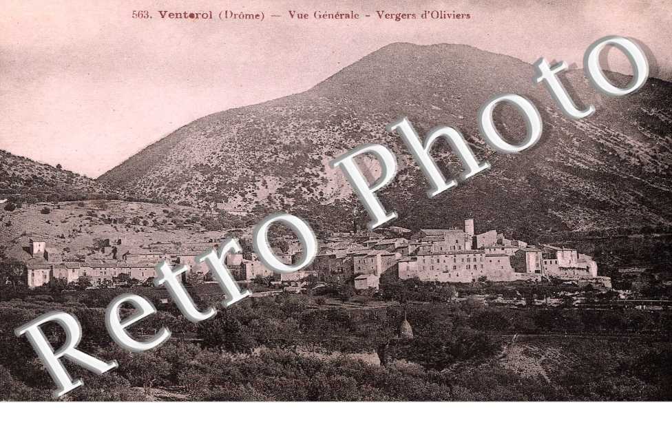 Vue generale - vergers d'oliviers