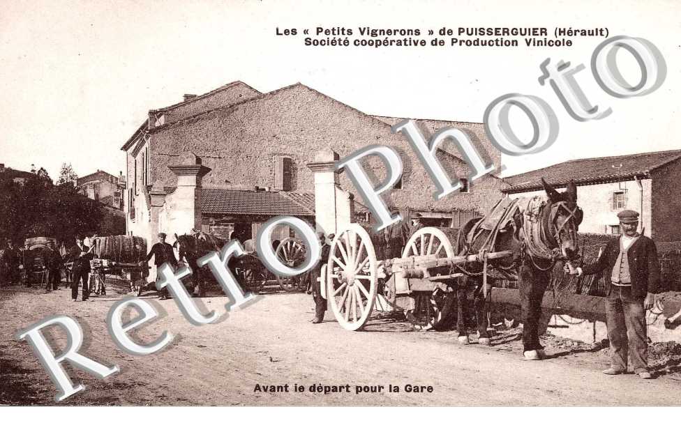 Les "petits vignerons" - societe cooperative de Production Vinicole - viticulture