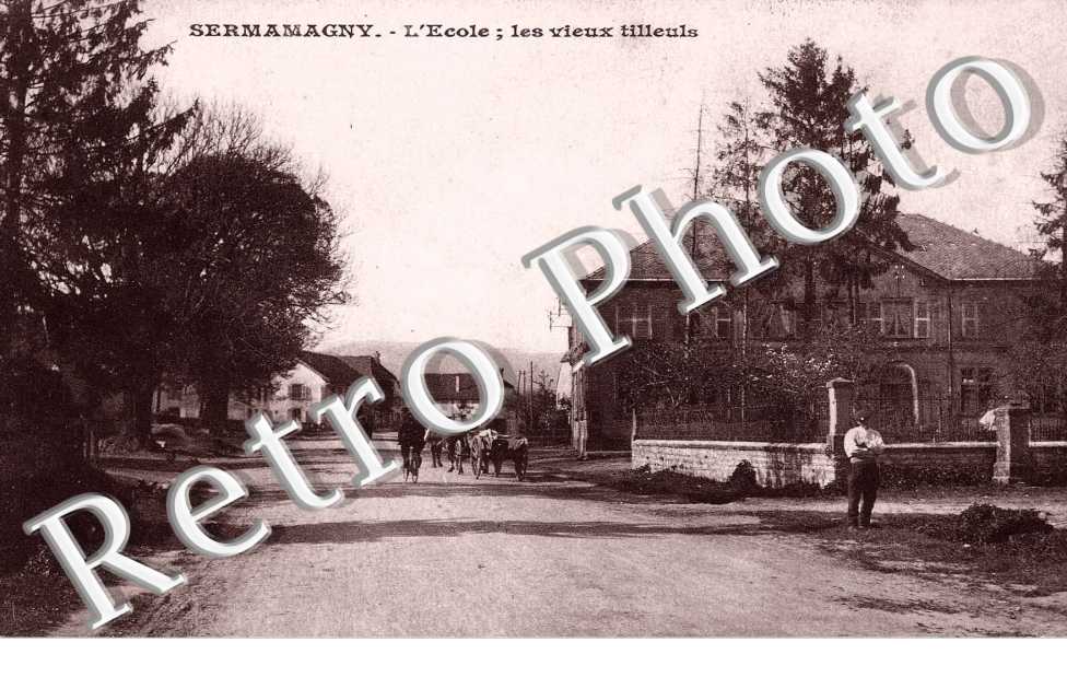 Ecole - vieux tilleuls