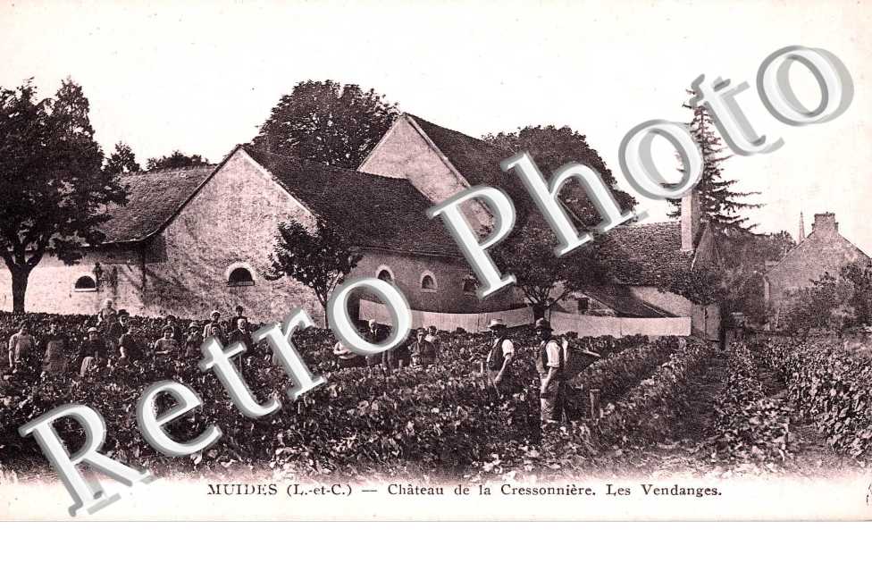 chateau de la Cressonniere, les vendanges