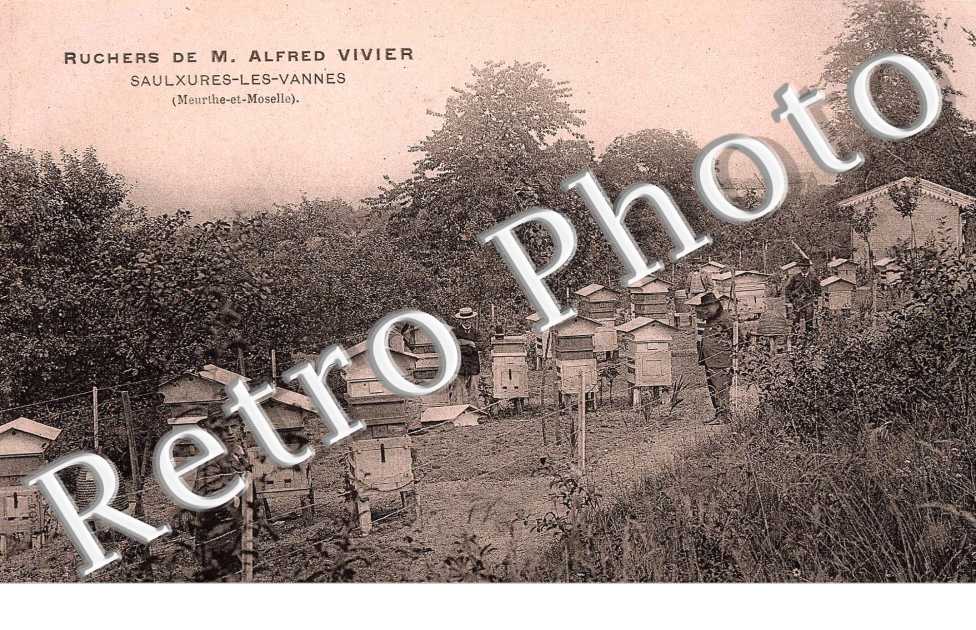 Ruchers de M. Alfred Vivier