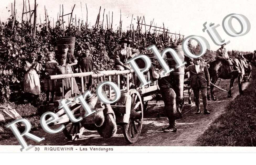 Les vendanges