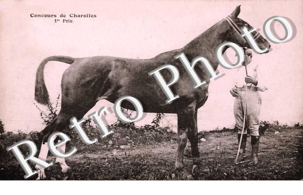 CONCOURS DE CHAROLLES 1 prix