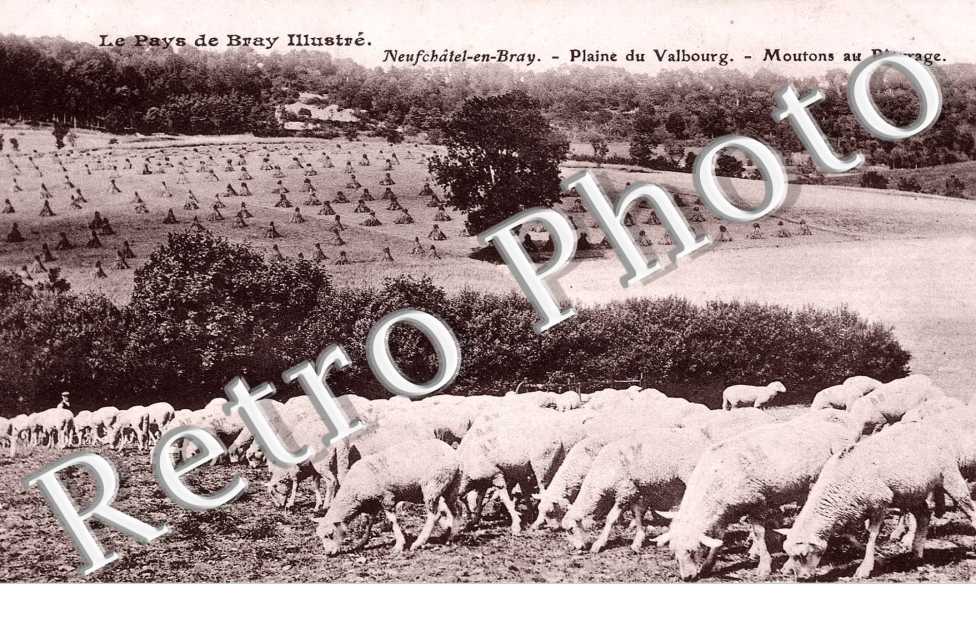 Plaine du Valbourg - Moutons au paturage - elevage