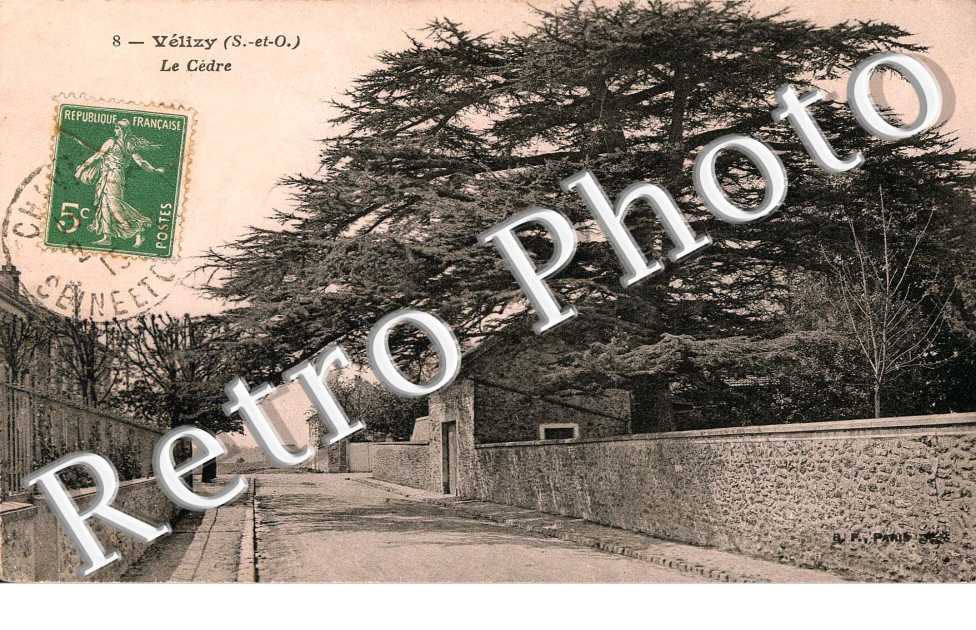 LE CEDRE