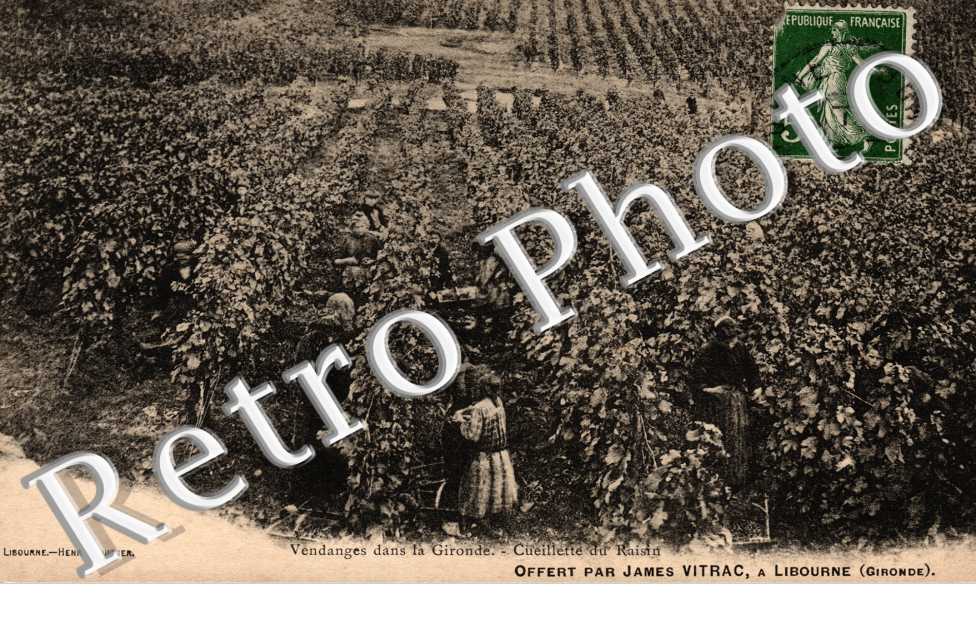 vendanges - cueillete du raisin - Offert par James Vitrac