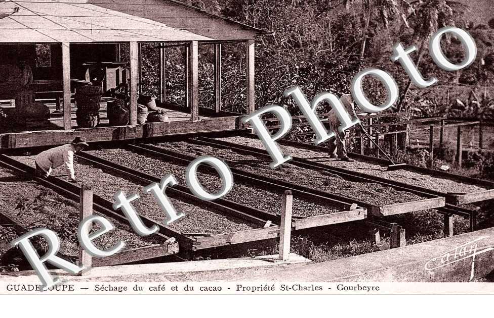 sechage du cafe et du cacao propriete Saint-Charles  Gourbeyre