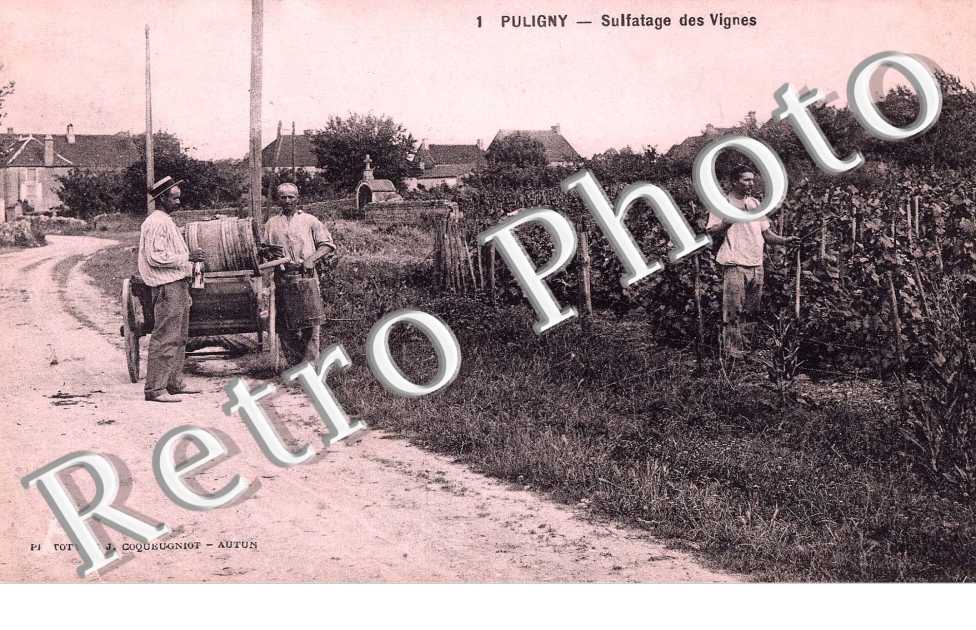 Sulfatage des vignes - agriculture