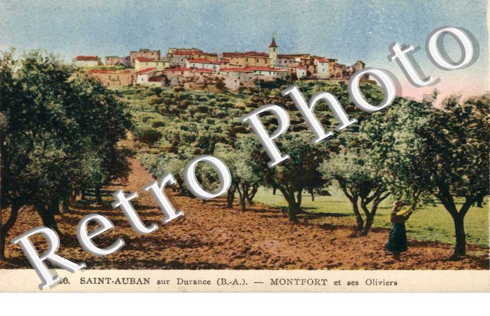 Montfort et ses oliviers