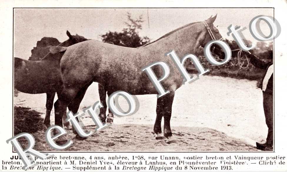 JUlie prospere bretonne, 4 ans Appartient a M. Deniel Yves eleveur a Lanhus en Plouneventer  (cheval)