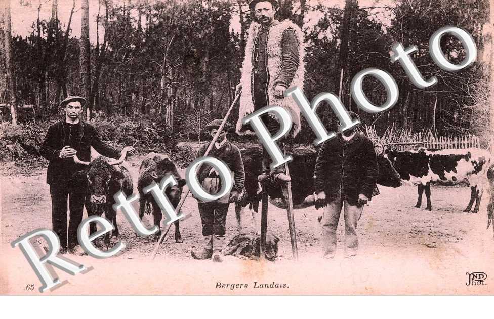 bergers landais