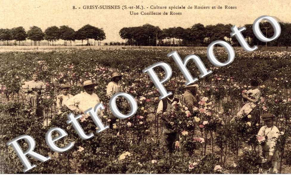 Culture speciale de rosiers et de roses - une cueillette de roses