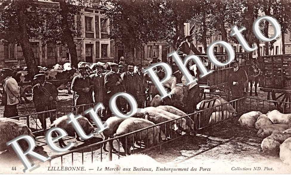 Marche aux bestiaux - embarquement des porcs