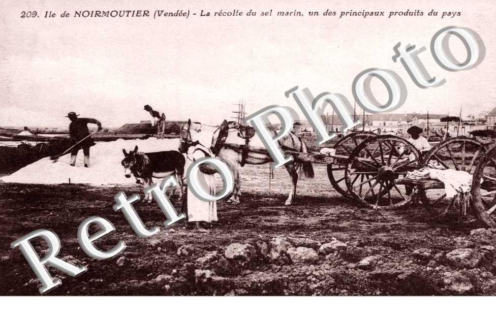 la recolte du sel marin