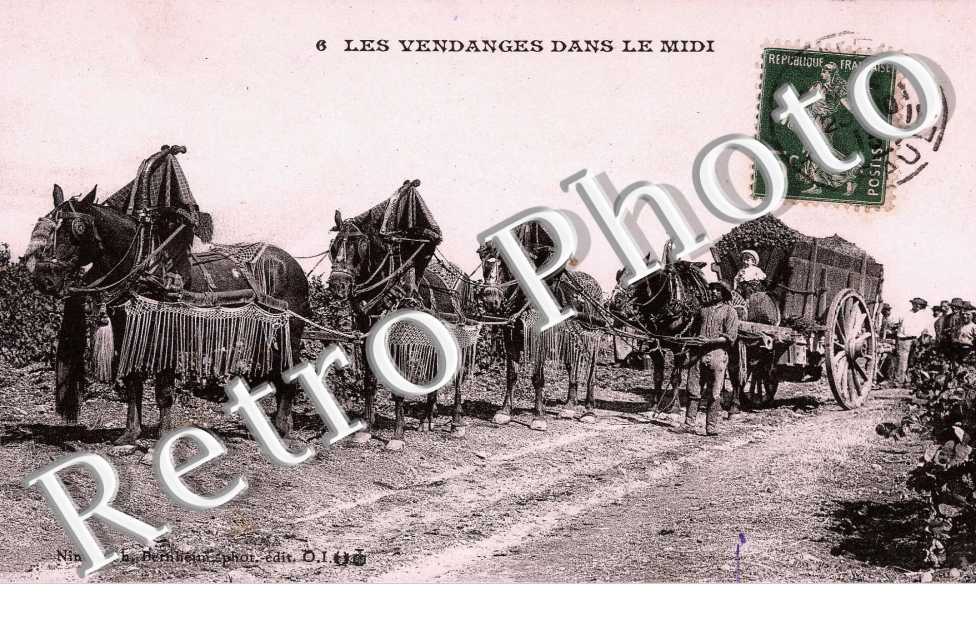Les Vendanges dans le Midi