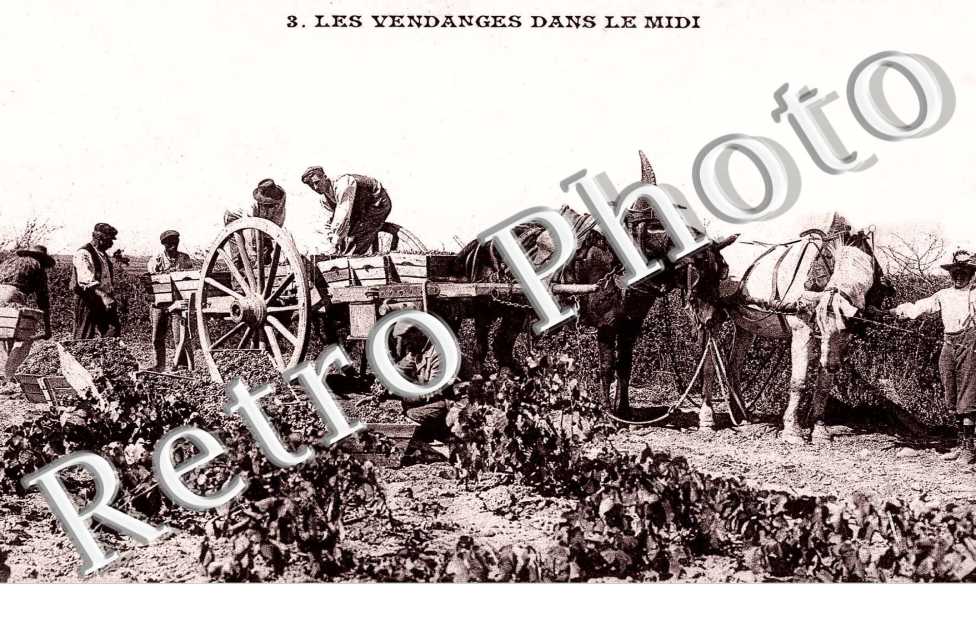Les Vendanges dans le Midi