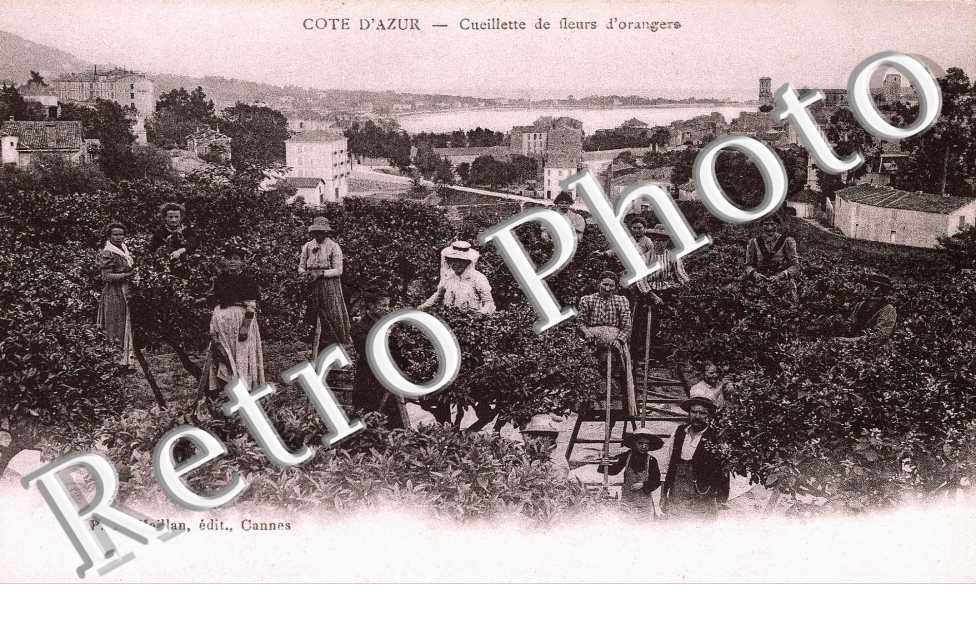 La Cueillette des Fleurs d&#039;Orangers