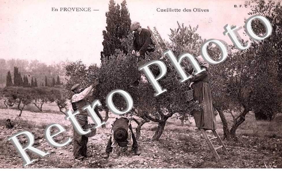 La cueillette des olives