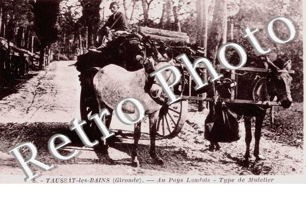 Au pays landais - type de Muletier