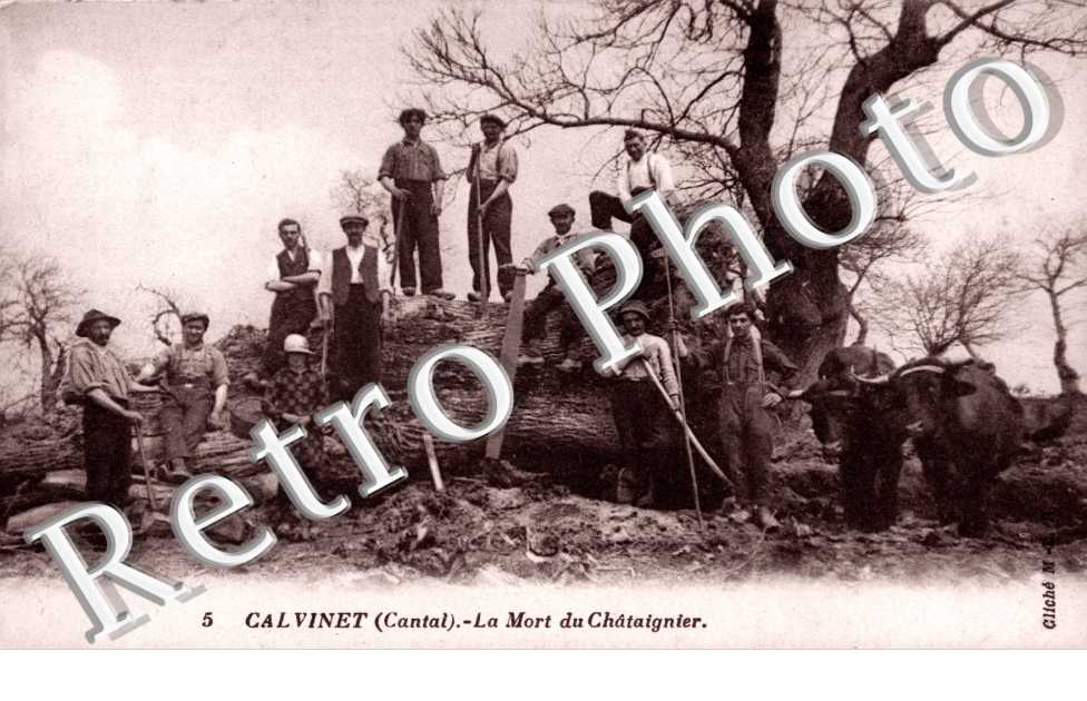 La mort du chataignier