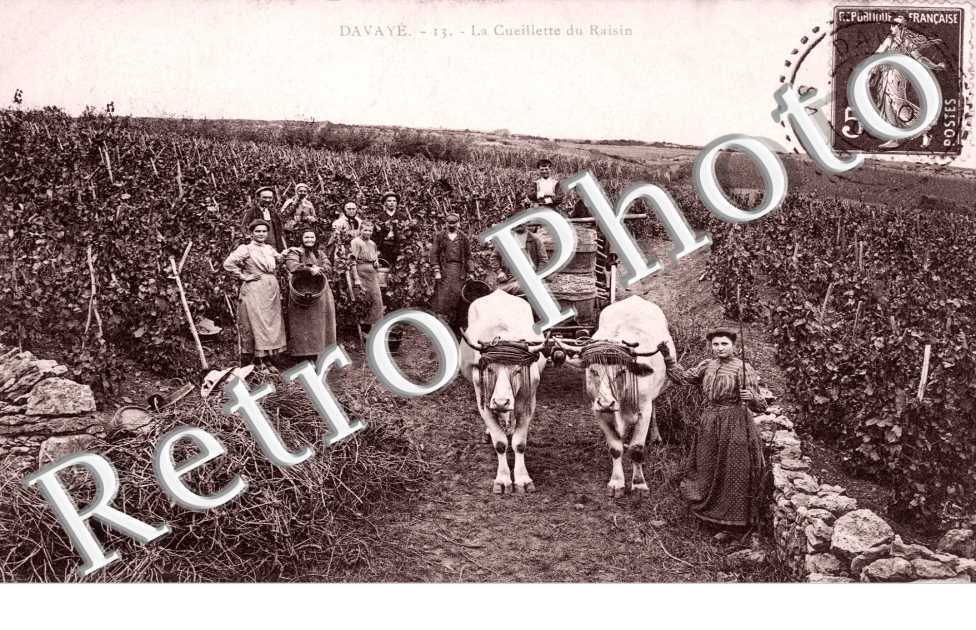 La cueillette du raisin