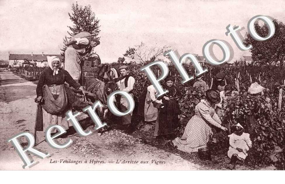 Les Vendanges - l&#039;arrivee aux vignes