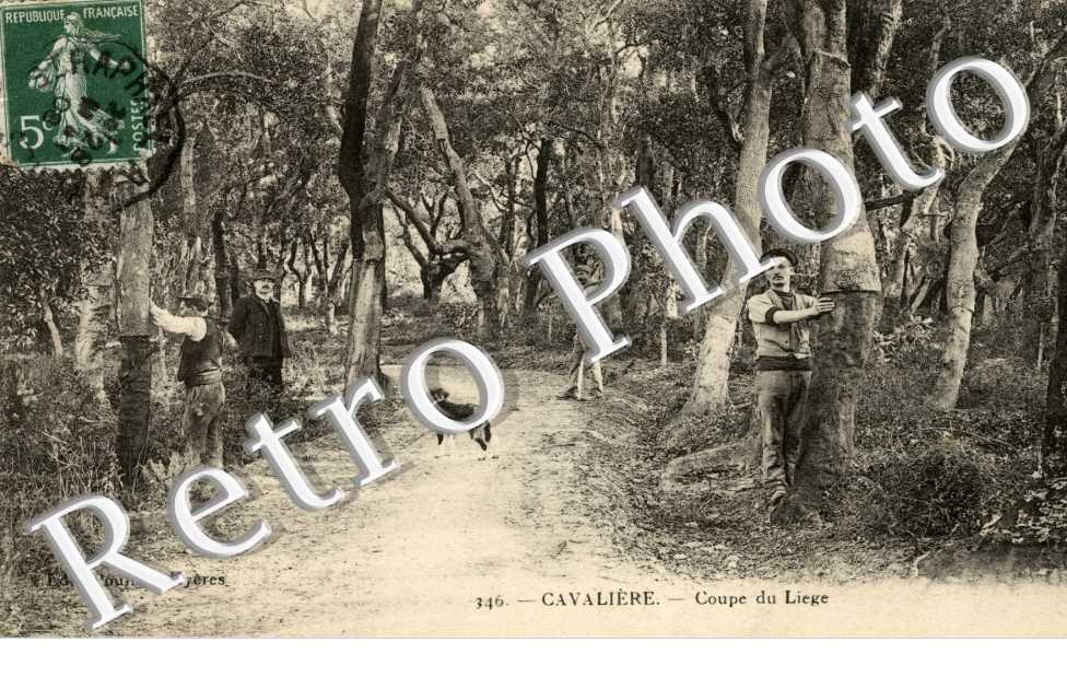 Cavaliere - Coupe du liege