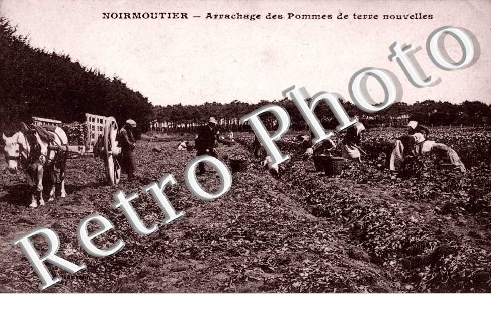 arrachage des pommes de terre nouvelles