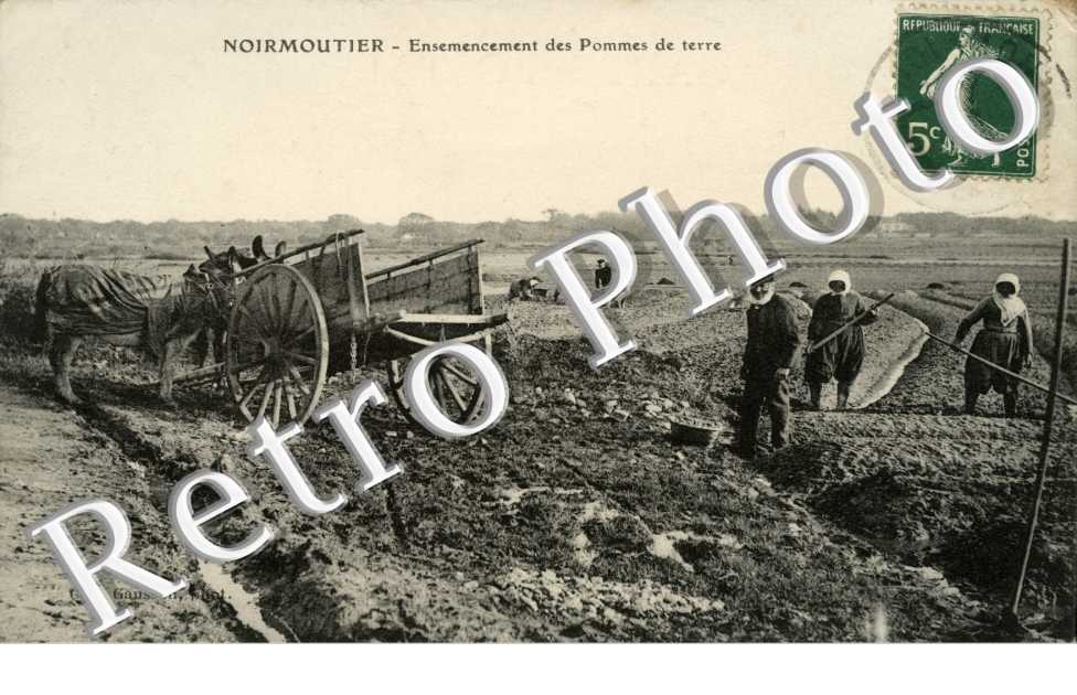 ensemencement des pommes de terre