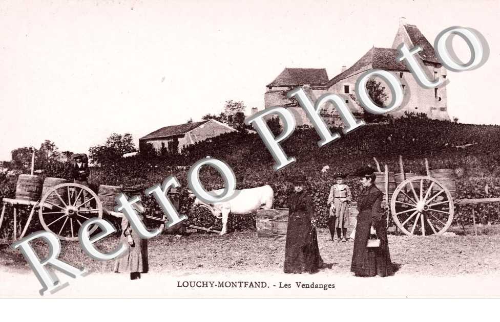 les vendanges
