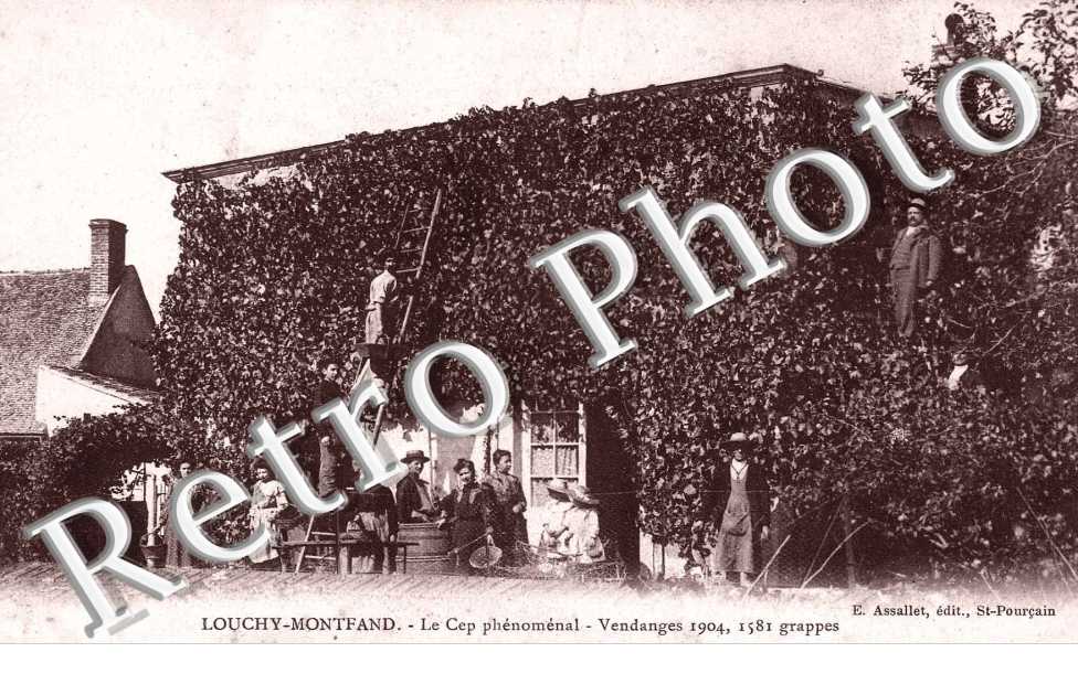Le Cep phenomenal, Vendanges 1904