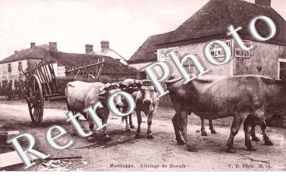 ATTELAGE DE BOEUFS