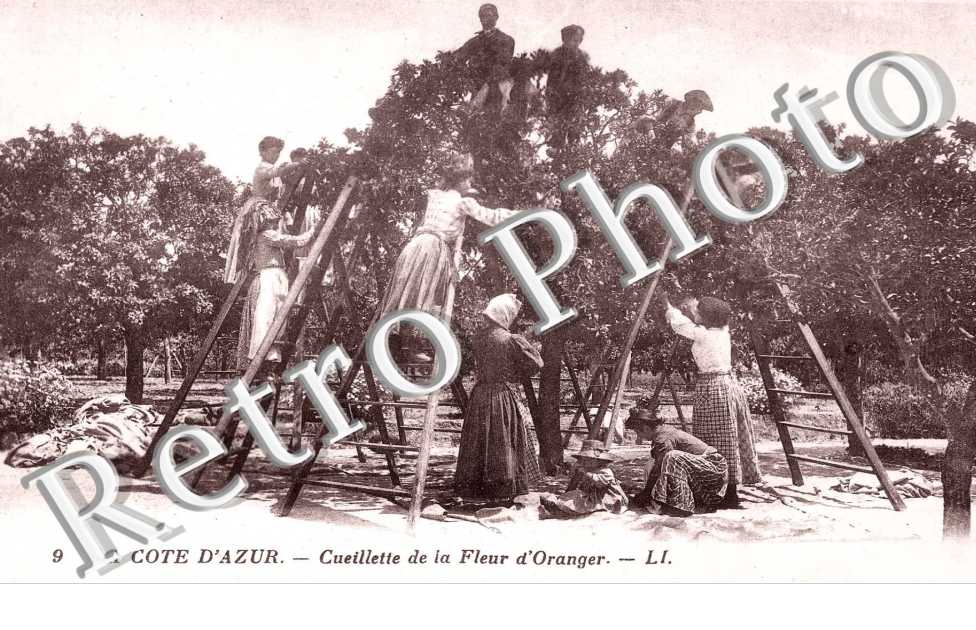 CUEILLETTE DE LA FLEUR D'ORANGER