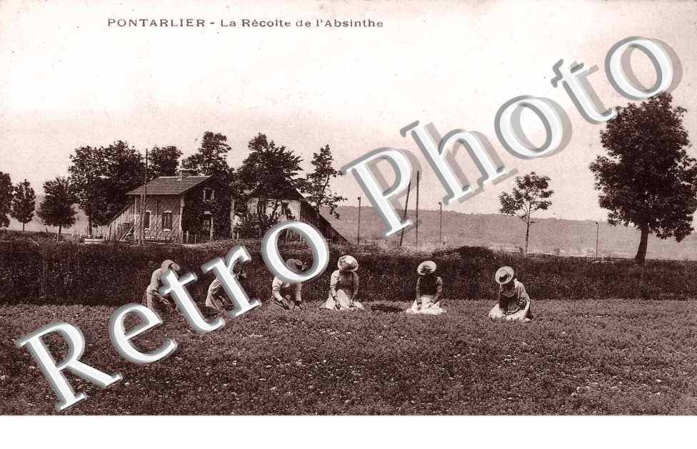 LA RECOLTE DE L&#039;ABSINTHE