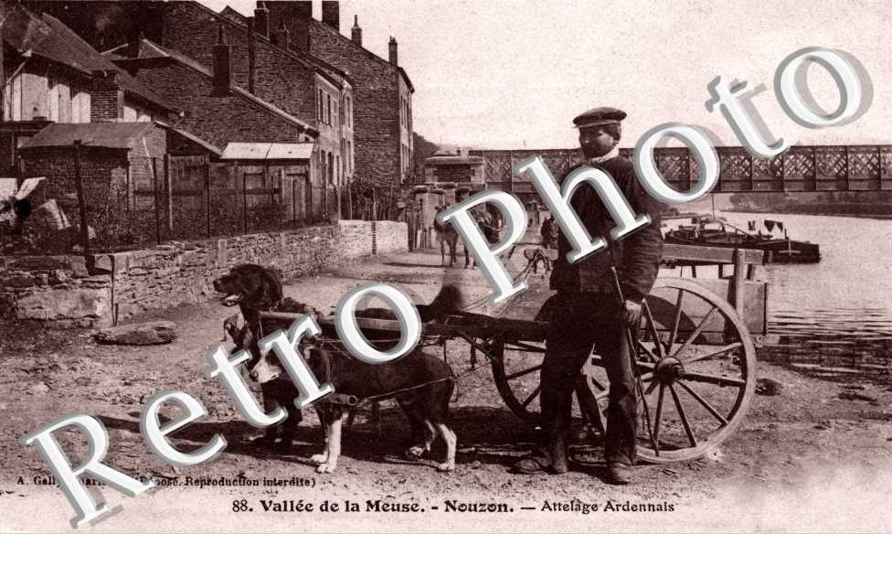 attelage de chien Ardennais