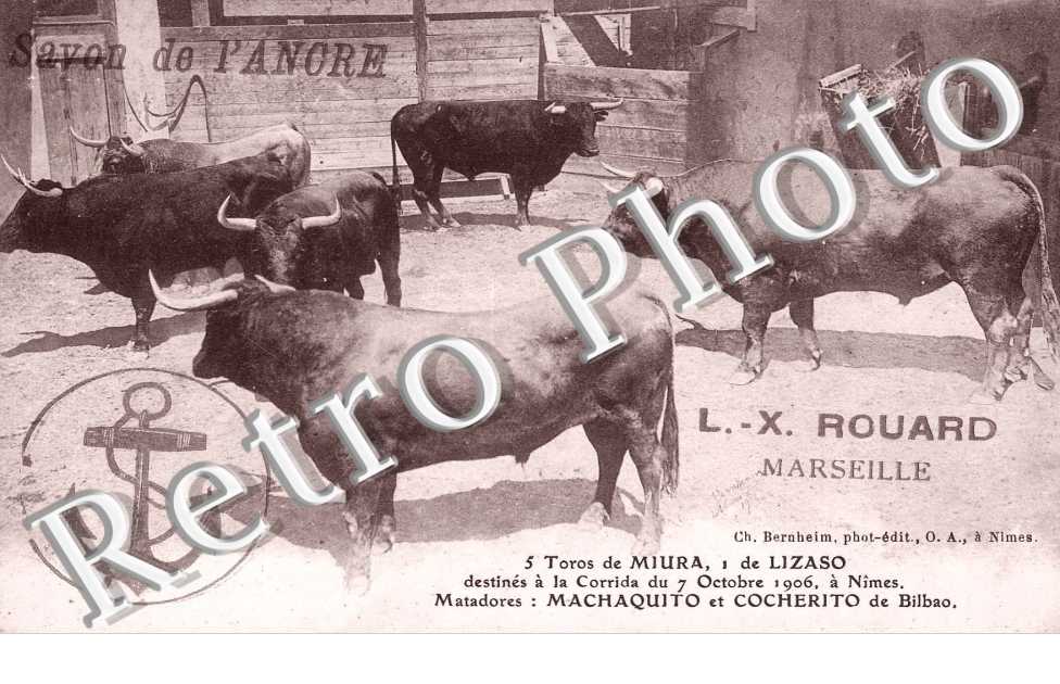 Toros de Miura  destines a la corrida du 7 octobre 1906 a Nimes