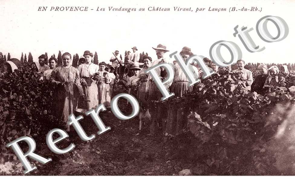 VITICULTURE - vendanges au chateau Virant